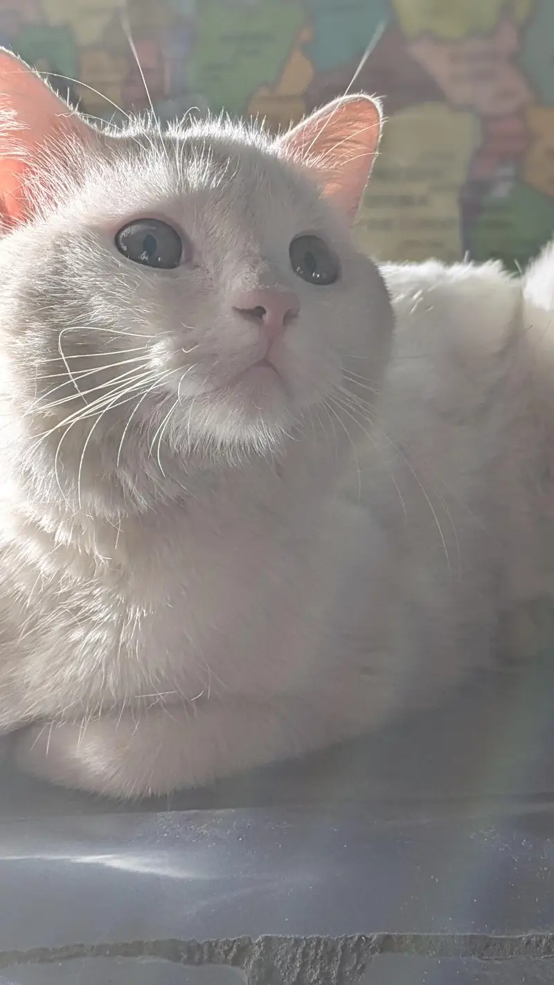 Male cat white color and can see in pics — photo 2