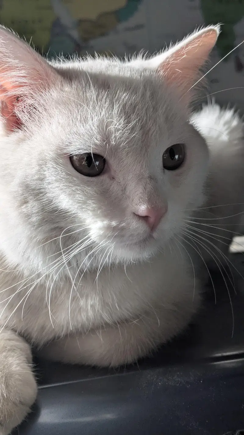 Male cat white color and can see in pics — photo 3