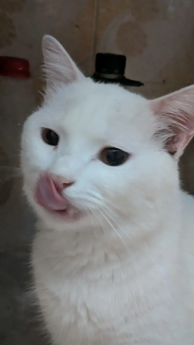 Male cat white color and can see in pics — photo 4