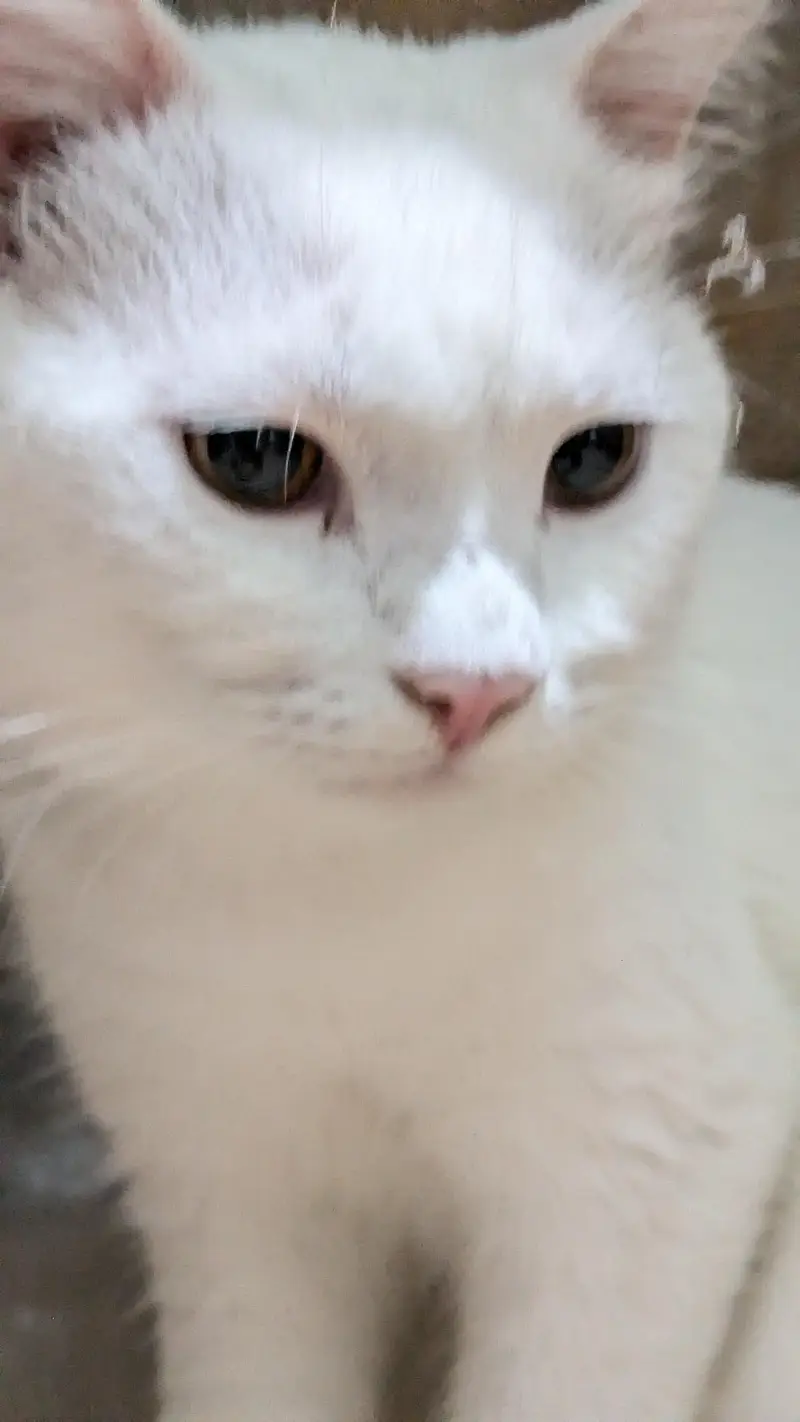 Male cat white color and can see in pics — photo 5