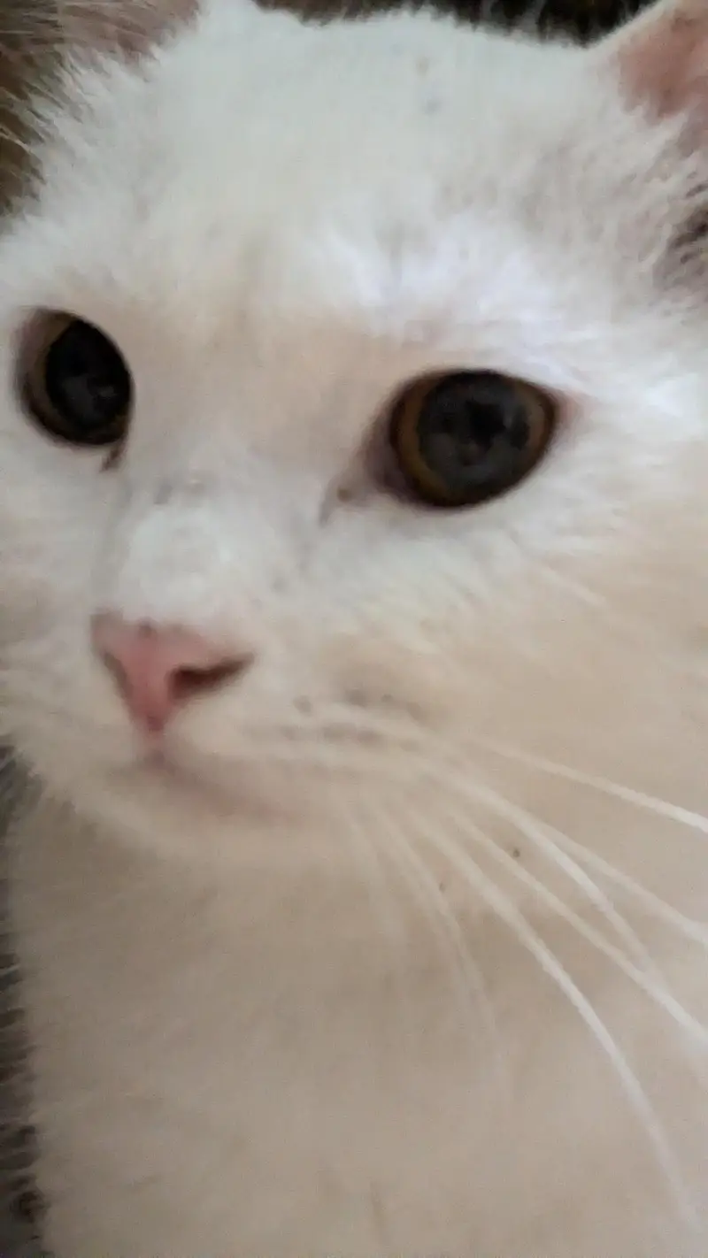 Male cat white color and can see in pics — photo 6