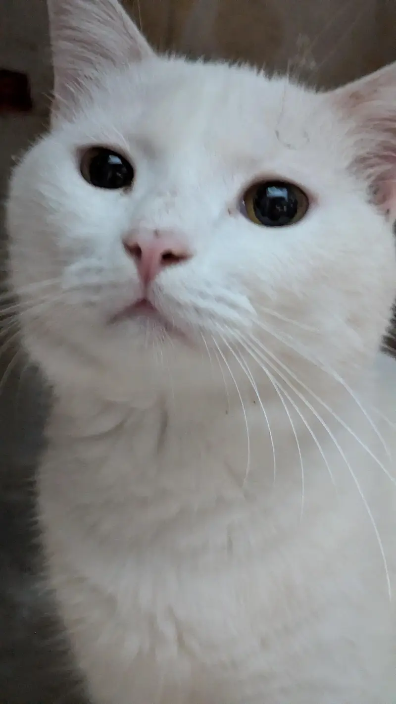 Male cat white color and can see in pics — photo 7