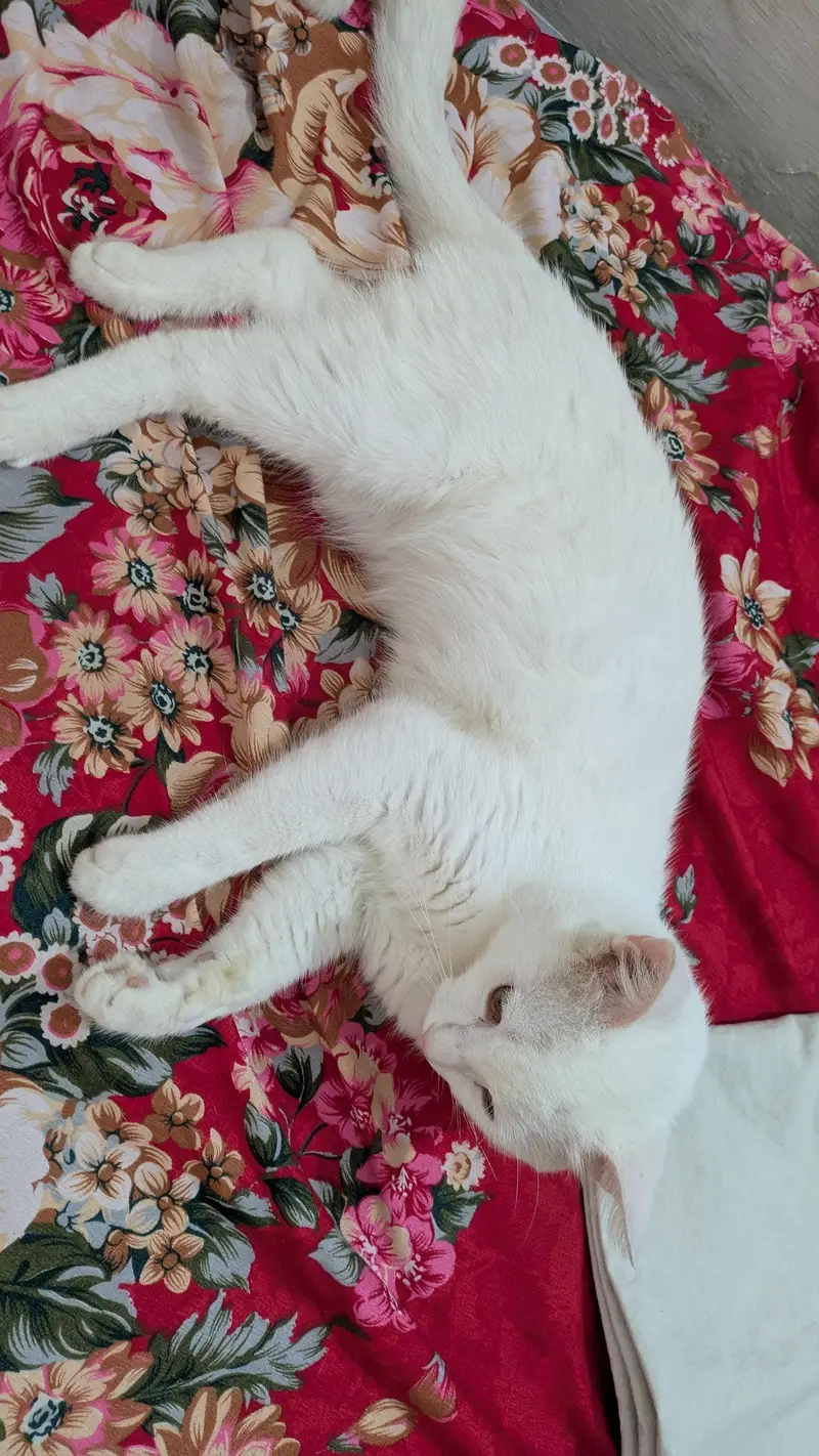 Male cat white color and can see in pics — photo 8