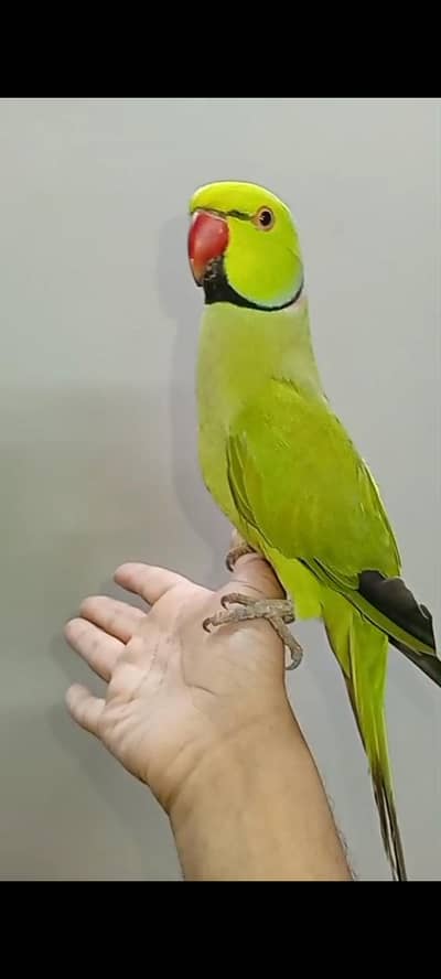 Green ringneck parrot handtame male
