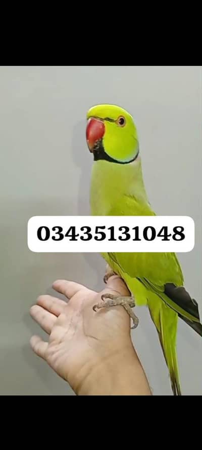 Green ringneck parrot Handtame male