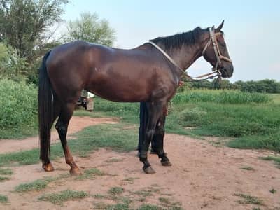 Desi  breed stallion | HORSE | desi horse | ghori