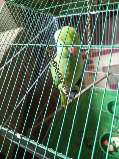 raw parrot 