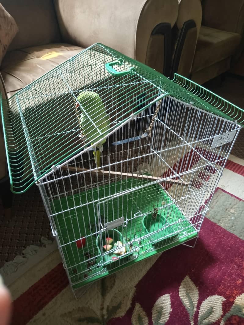 raw parrot  1