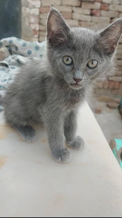 Cute Grey Persian Kitten For Sale | 03065749298