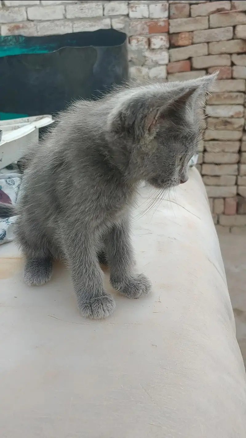 Cute Grey Persian Kitten For Sale | 03065749298 — photo 2