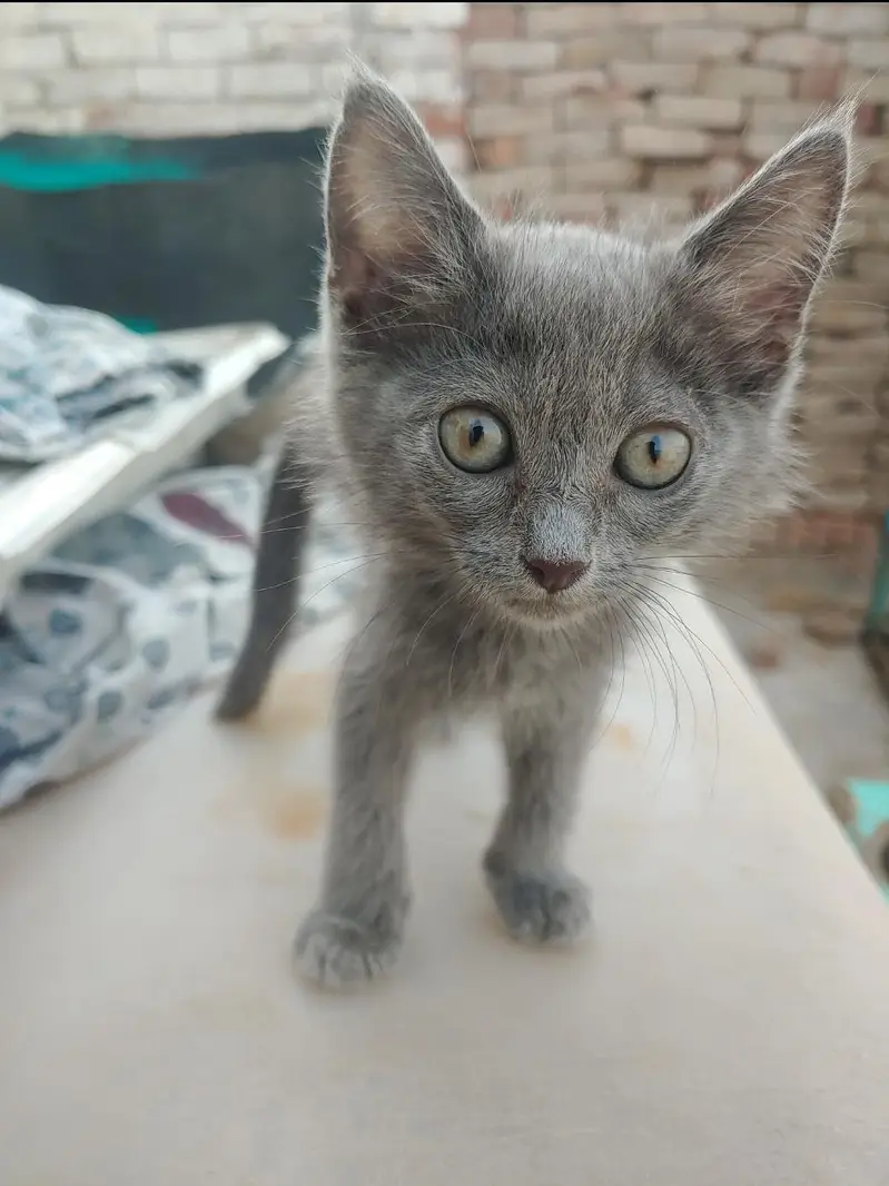 Cute Grey Persian Kitten For Sale | 03065749298 — photo 3