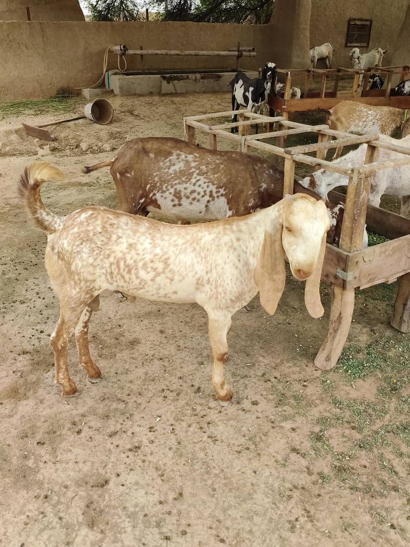 Goats 0