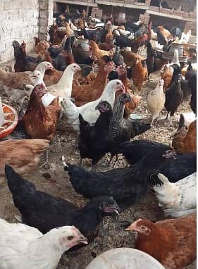Golden Misri Hen/ murghi / Desi Chickens / Desi Murghi