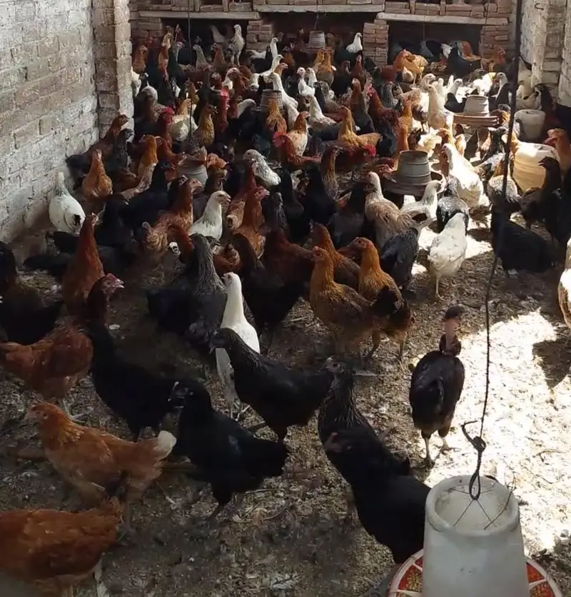 Golden Misri Hen/ murghi / Desi Chickens / Desi Murghi — photo 2