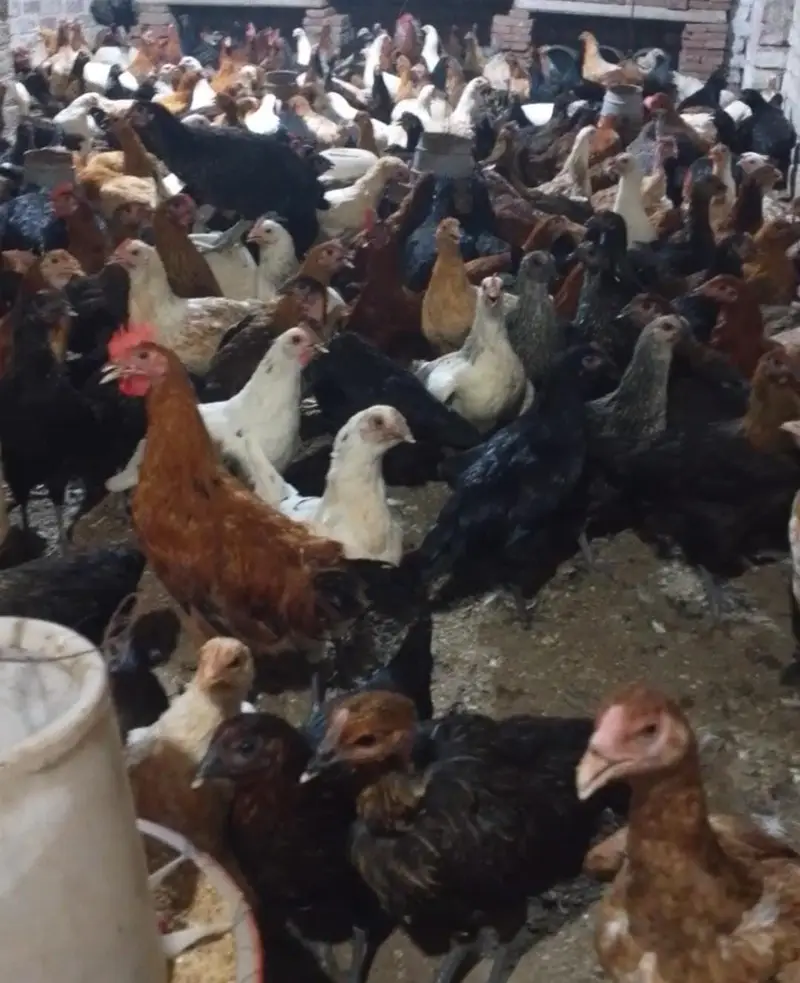 Golden Misri Hen/ murghi / Desi Chickens / Desi Murghi — photo 3
