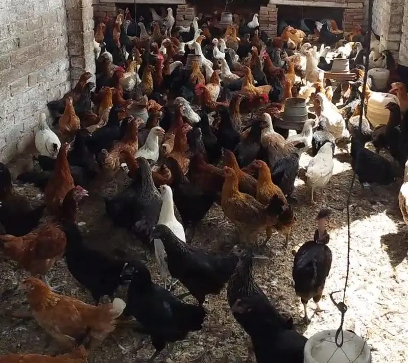 Golden Misri Hen/ murghi / Desi Chickens / Desi Murghi — photo 4