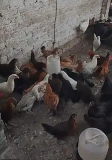 Golden Misri Hen/ murghi / Desi Chickens / Desi Murghi — photo 5