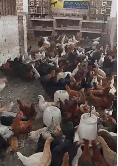 Golden Misri Hen/ murghi / Desi Chickens / Desi Murghi — photo 6