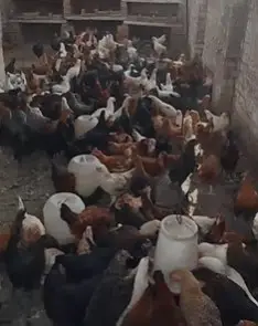 Golden Misri Hen/ murghi / Desi Chickens / Desi Murghi — photo 7