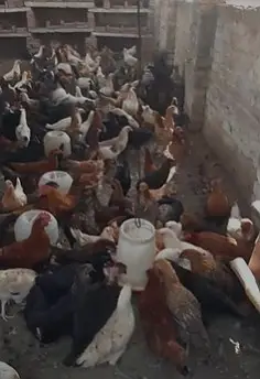 Golden Misri Hen/ murghi / Desi Chickens / Desi Murghi — photo 8