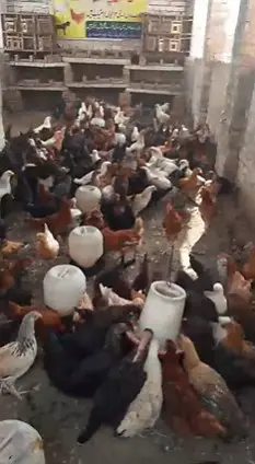Golden Misri Hen/ murghi / Desi Chickens / Desi Murghi — photo 9