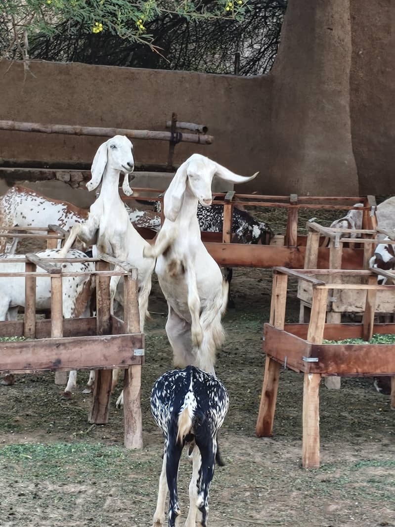 Goats 1