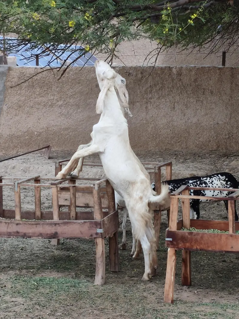 Goats — photo 3