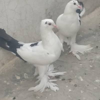 Pouter cross sherazi pigeon for sale