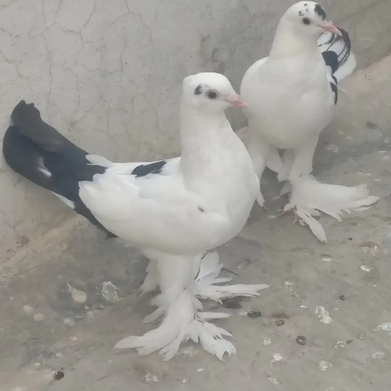 Pouter cross sherazi pigeon for sale — photo 2