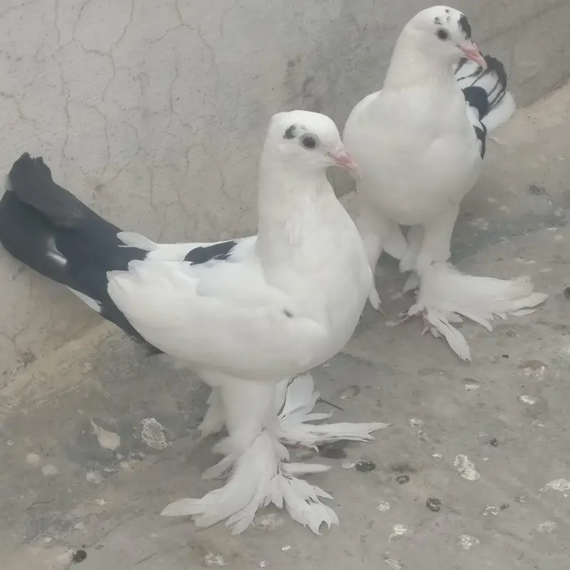 Pouter cross sherazi pigeon for sale — photo 3