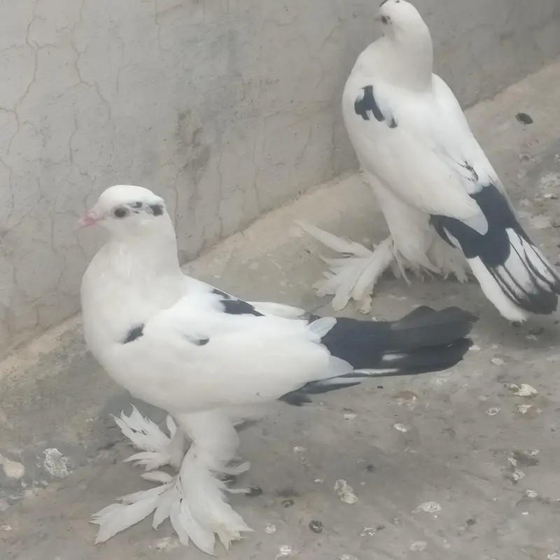 Pouter cross sherazi pigeon for sale — photo 4