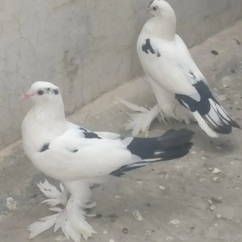 Pouter cross sherazi pigeon for sale — photo 5