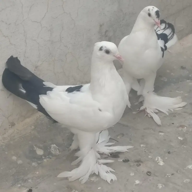 Pouter cross sherazi pigeon for sale — photo 6