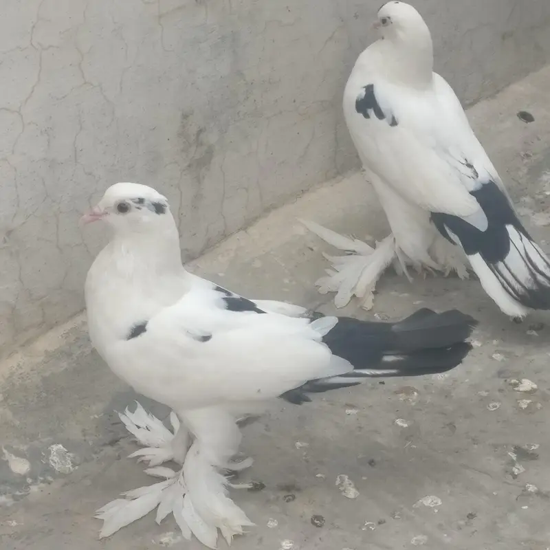 Pouter cross sherazi pigeon for sale — photo 7