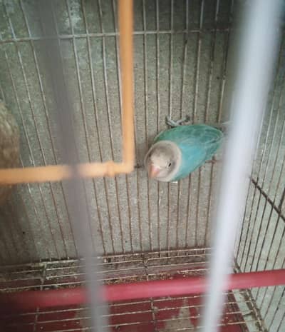 White Headed Blue Fisher Love Bird