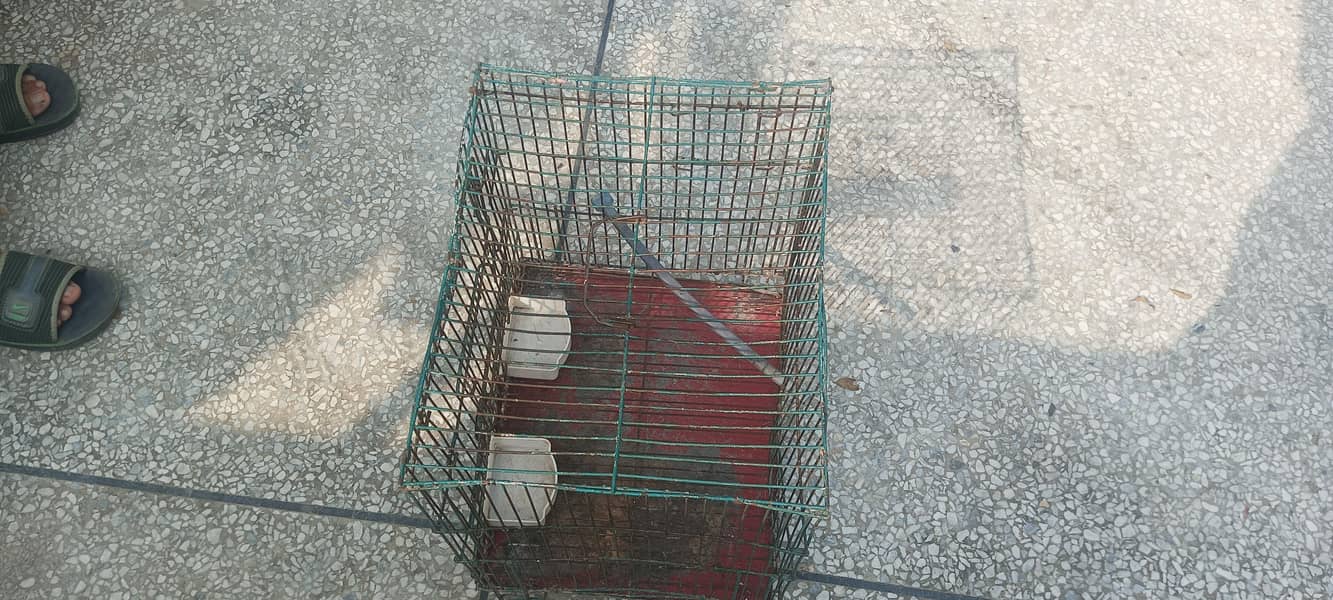 empty small cage 4