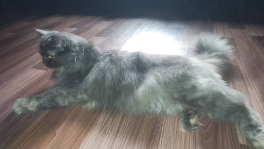 Female person cat play taim lovely