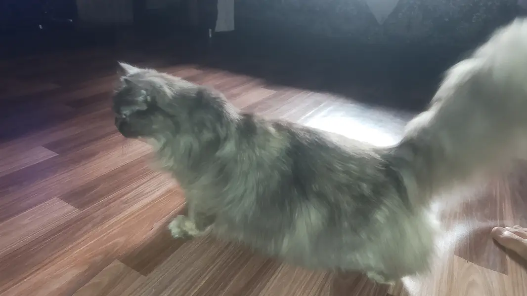 Female person cat play taim lovely — photo 2