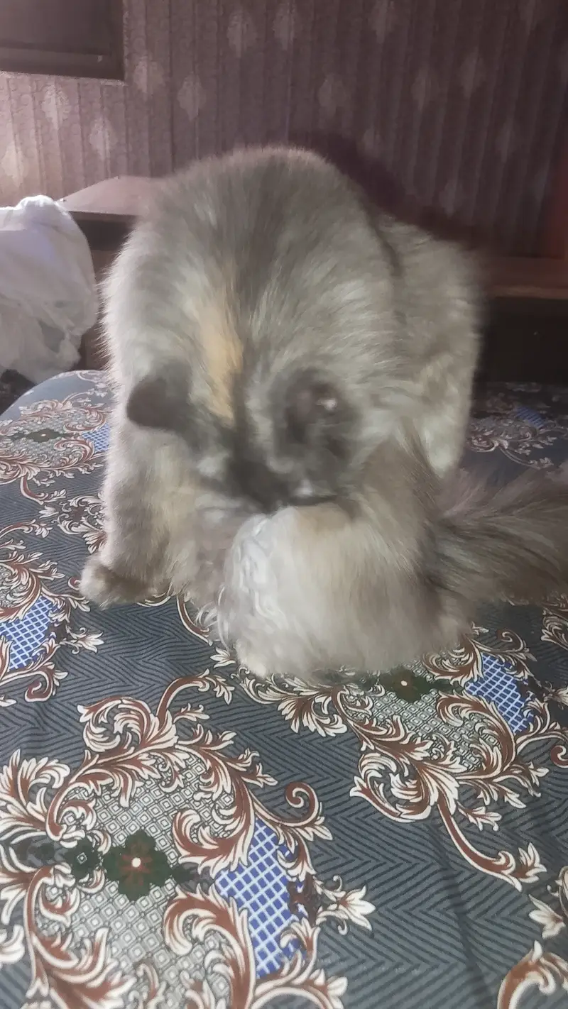 Female person cat play taim lovely — photo 3