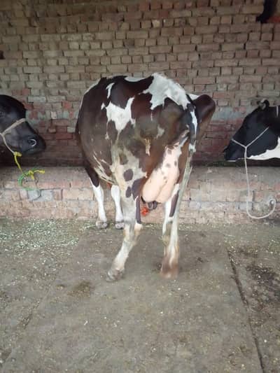 Friesian Cholistan cross Cow / Wachi / Cow for sale