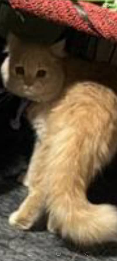 Beautiful Persian Adult Male Cat