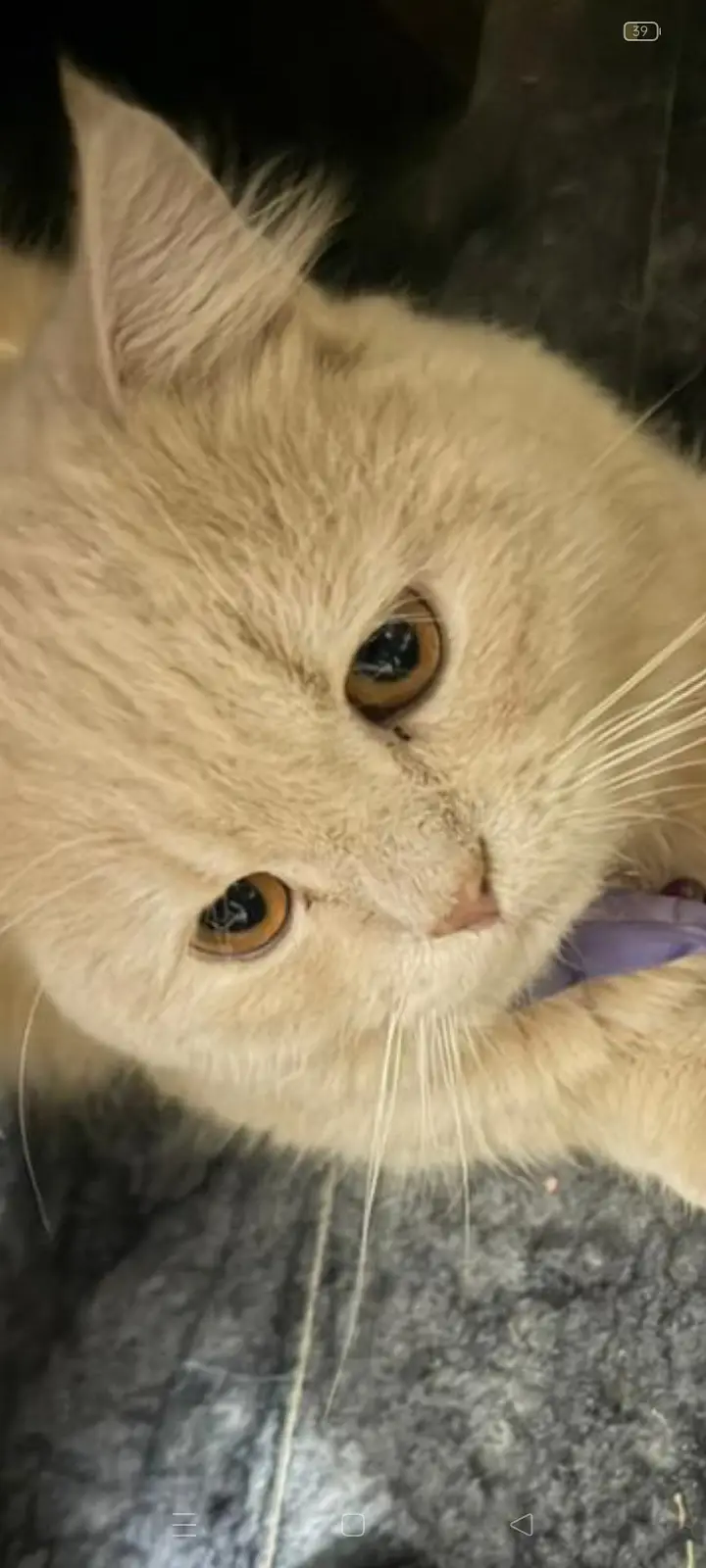 Beautiful Persian Adult Male Cat — photo 2