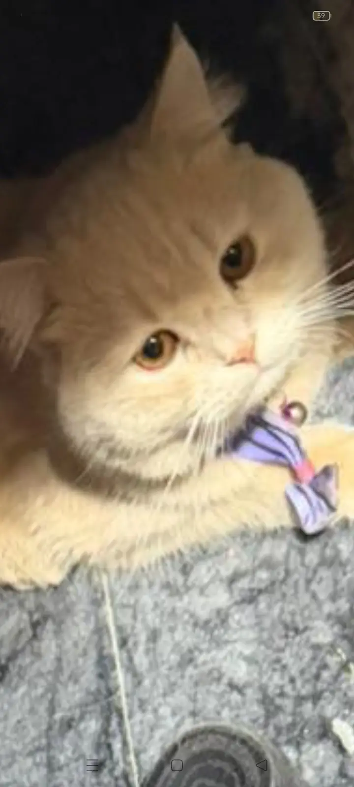Beautiful Persian Adult Male Cat — photo 3