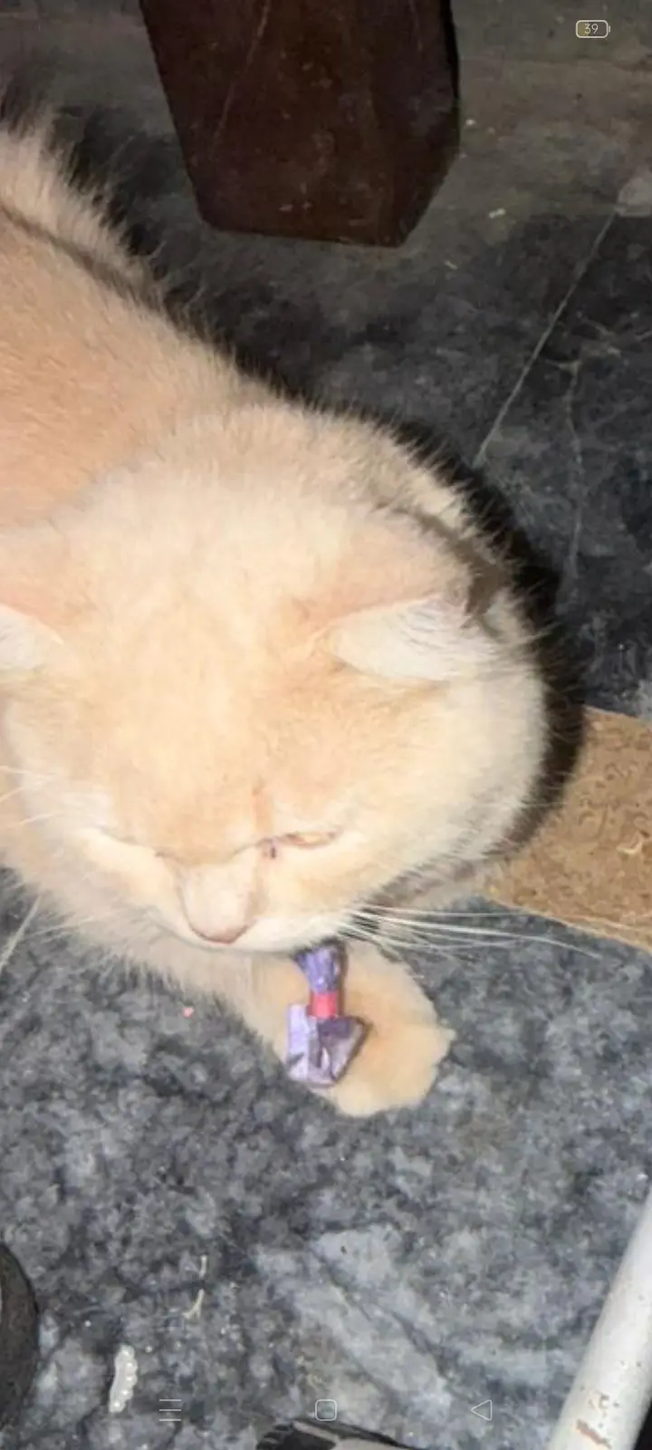 Beautiful Persian Adult Male Cat — photo 4