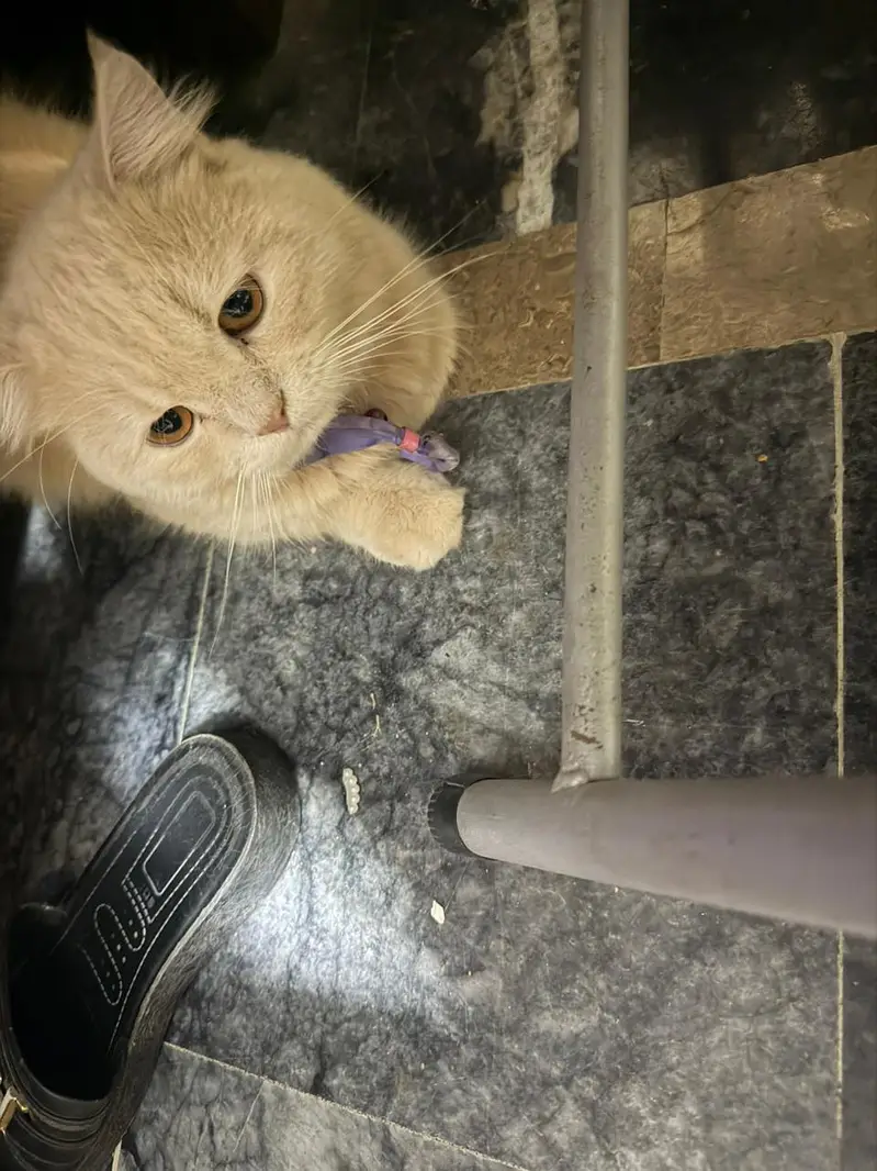 Beautiful Persian Adult Male Cat — photo 5