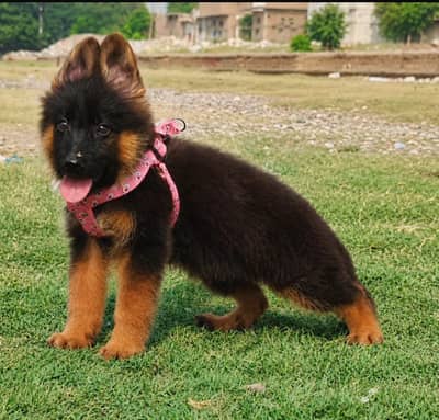 German Shepherd Long Coat Male Puppy | Top Bloodline | 2 Months