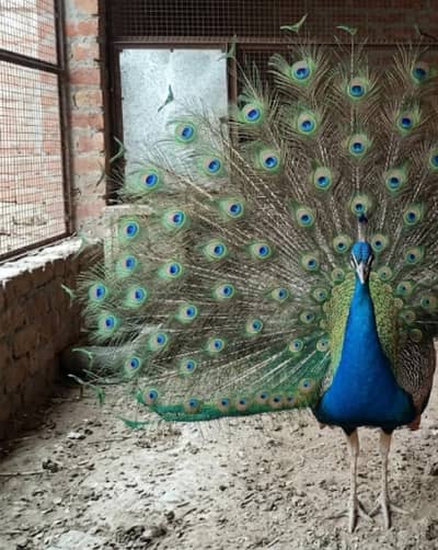 Indian Blue Peacock For Sale