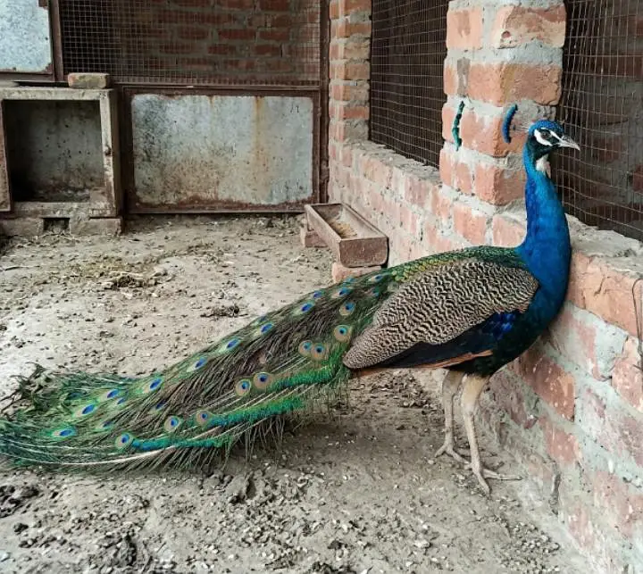 Indian Blue Peacock For Sale — photo 2