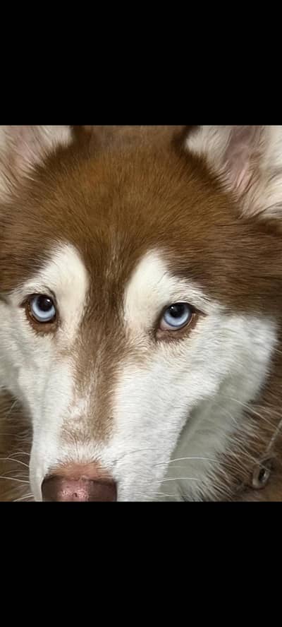 Siberian husky Male Long Coat & huge size