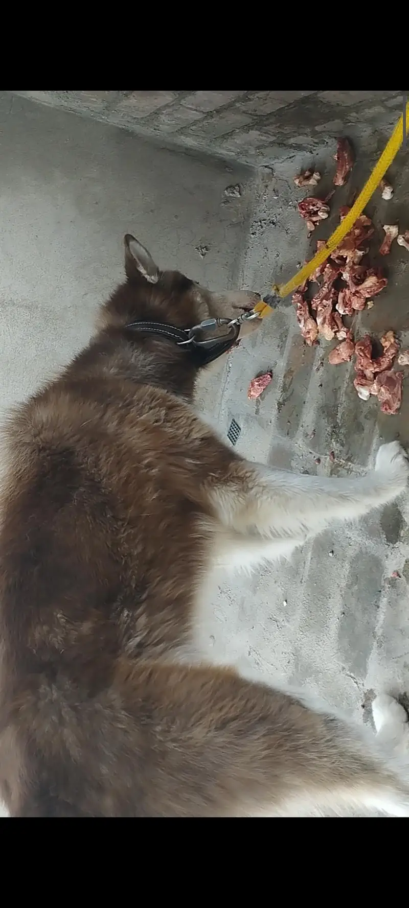 Siberian husky Male Long Coat & huge size — photo 3
